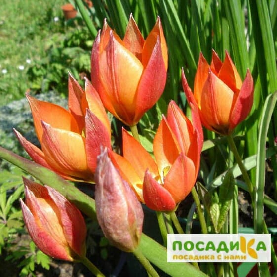 Тюльпан ботанический Литтл Принцесс купить по цене от 220р. в интернет-магазине «Посадика» с доставкой почтой в в Бахчисарайе и по всей России – [изображение №2].