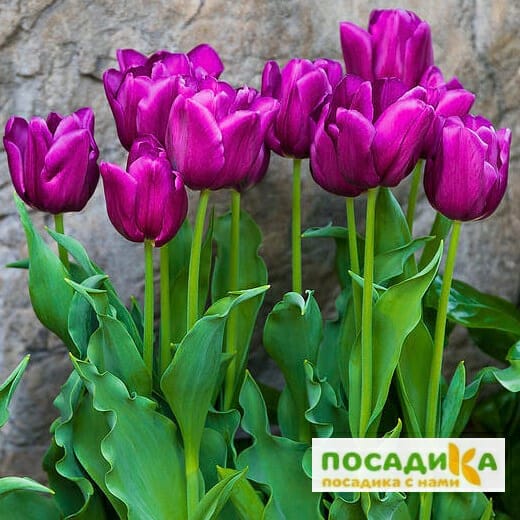 Тюльпан многоцветковый Пурпл Букет купить по цене от 230р. в интернет-магазине «Посадика» с доставкой почтой в в Бахчисарайе и по всей России – [изображение №1].
