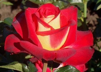 Роза парковая Френшип купить по цене от 439.00р. в интернет-магазине «Посадика» с доставкой почтой в в Буинске и по всей России – [изображение №3].