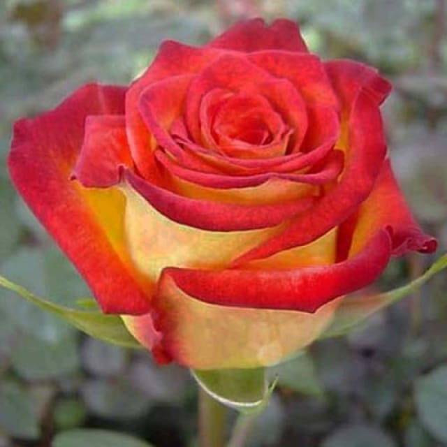 Роза парковая Френшип купить по цене от 439.00р. в интернет-магазине «Посадика» с доставкой почтой в в Губахае и по всей России – [изображение №1].