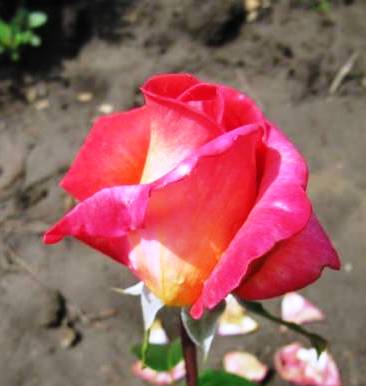 Роза парковая Френдли купить по цене от 439.00р. в интернет-магазине «Посадика» с доставкой почтой в в Алагире и по всей России – [изображение №3].