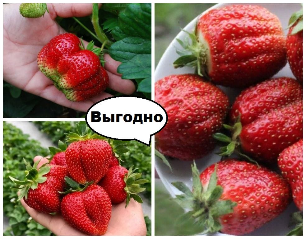 Купить Саженцы Клубники В Беларуси