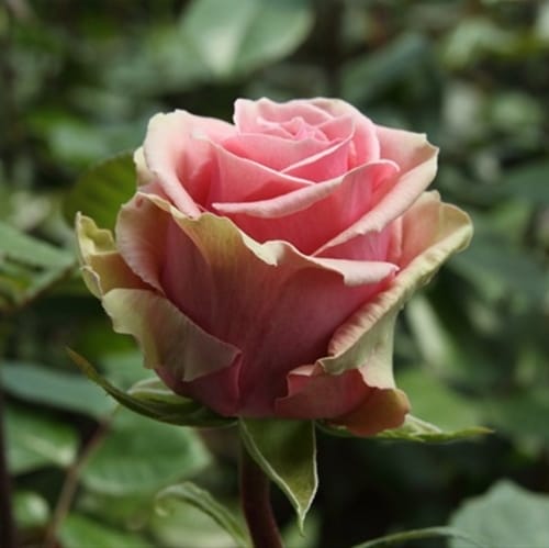 Роза чайно-гибридная Геральдина купить по цене от 429.00р. в интернет-магазине «Посадика» с доставкой почтой в в Киржаче и по всей России – [изображение №1].