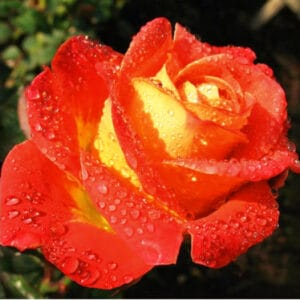 Роза парковая Френдли купить по цене от 439.00р. в интернет-магазине «Посадика» с доставкой почтой в в Боровичие и по всей России – [изображение №1].