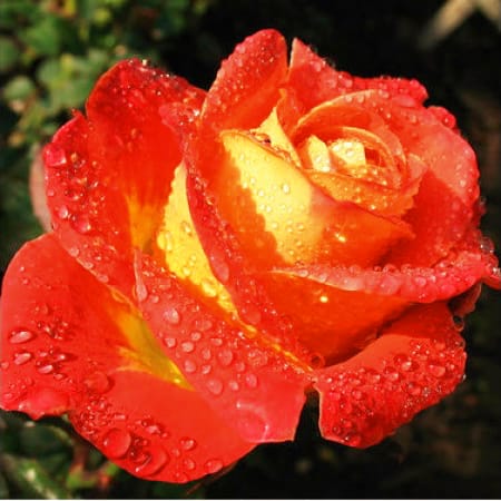 Роза парковая Френдли купить по цене от 439.00р. в интернет-магазине «Посадика» с доставкой почтой в в Валдайе и по всей России – [изображение №1].
