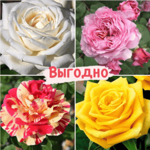 Набор Чайно-гибридные розы! купить по цене от 1369.00р. в интернет-магазине «Посадика» с доставкой почтой в в Владивостоке и по всей России – [изображение №1].