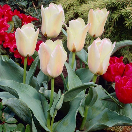 Тюльпан ботанический Альбион Стар купить по цене от 230р. в интернет-магазине «Посадика» с доставкой почтой в в Алагире и по всей России – [изображение №1].