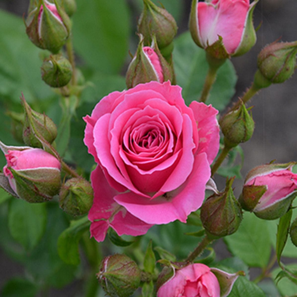 Роза Спрей розовый купить по цене от 420.00р. в интернет-магазине «Посадика» с доставкой почтой в в Бахчисарайе и по всей России – [изображение №2].