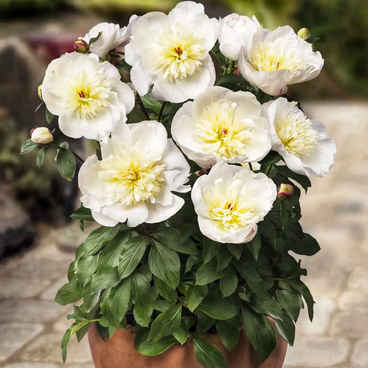 Купить Пионы Саженцы В Интернет Магазине Посадика