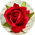 Роза шраб