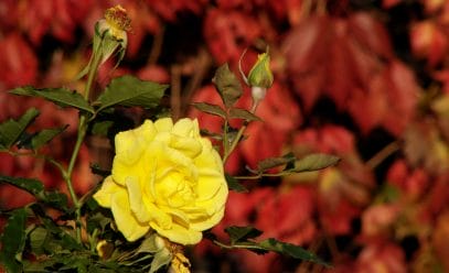 Почему розы лучше сажать осенью