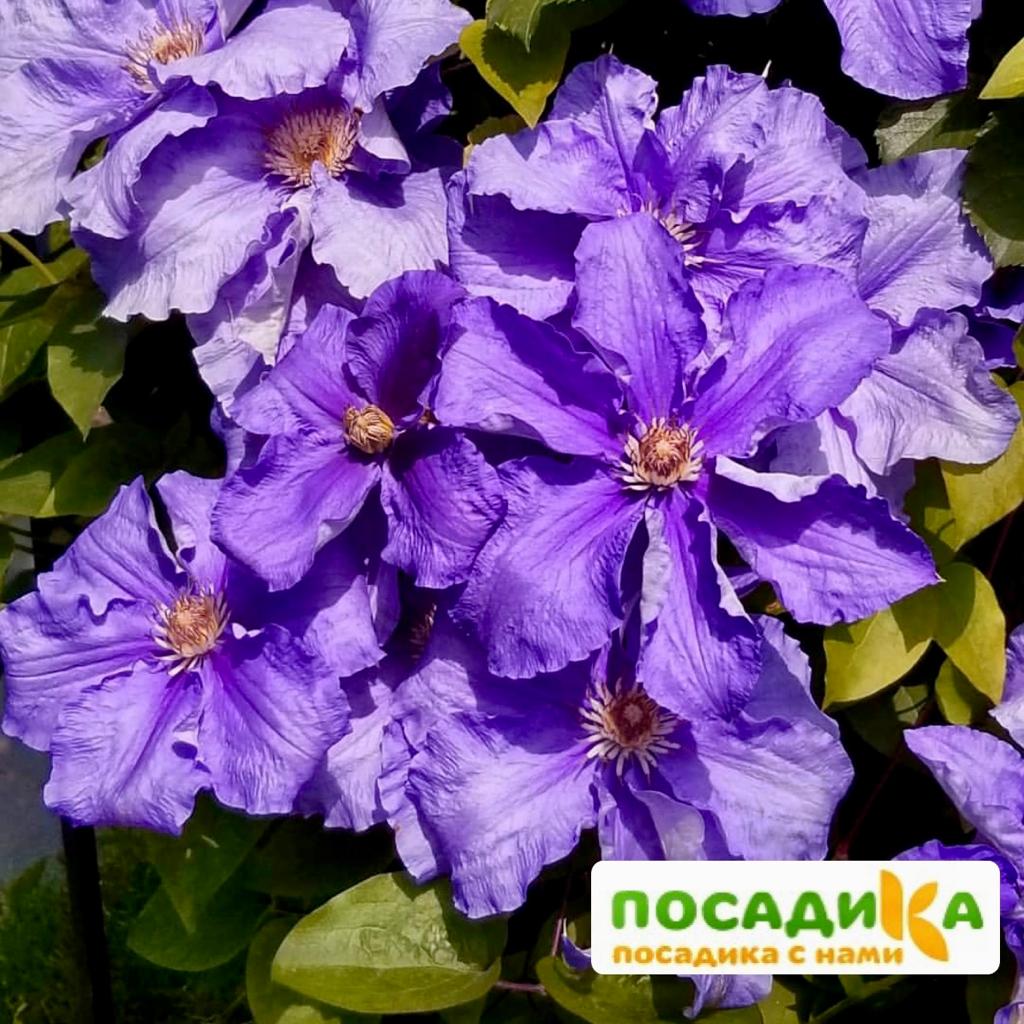 Клематис Бал Цветов Фото И Описание Сорта