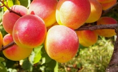 Особенности посадки саженцев абрикоса в открытый грунт