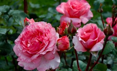 Посадка и уход за розами: памятка опытным и начинающим садоводам