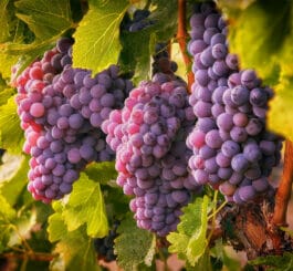 саженцы винограда