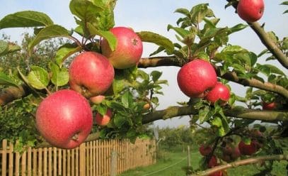 Правила и особенности посадки яблони на участке: подробная инструкция для начинающих и опытных садоводов