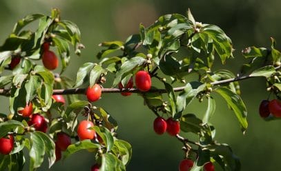 Как правильно вырастить плодоносящий кизил из саженца осенью