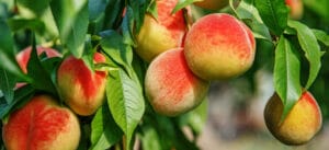 Особенности посадки и выращивания колоновидных персиков на участке