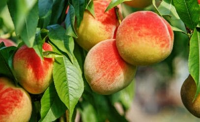 Особенности посадки и выращивания колоновидных персиков на участке