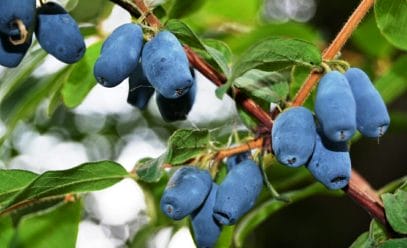 Съедобная жимолость в саду: как посадить ягодник, чтобы собрать щедрый урожай?