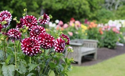 Как быстро и без ошибок вырастить георгины в саду – полезные советы от опытных цветоводов