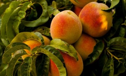 Обрезка абрикоса: секреты успешного ухода за деревьями
