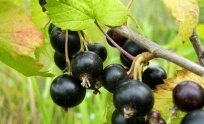 Желтеющие листья у черной смородины: секреты заботы о ягоднике раскрыты!