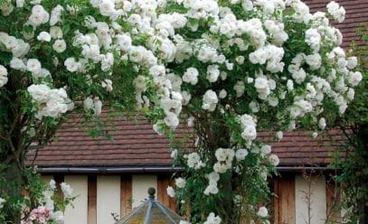 Плетистая роза Айсберг: секреты посадки и ухода за декоративным растением