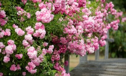 Секреты успешной посадки и выращивания розы Эксцельза: практическое руководство для начинающего цветовода