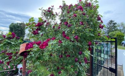 Плетистая красавица в саду: секреты посадки и ухода за розой Найт Оул