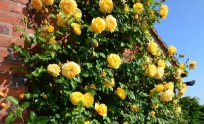 Как вырастить плетистую розу Лаура Форд на своем участке: полное руководство по посадке и уходу