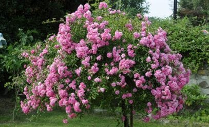 Выращиваем розу Дороти Перкинс в своем саду: секреты посадки и бережного ухода