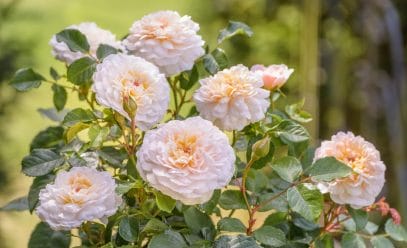 Подробное руководство по выращиванию, уходу и защите розы Эмили Грей