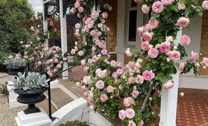 Искусство выращивание плетистой розы Пьер де Ронсар: все о посадке и уходе за многолетником