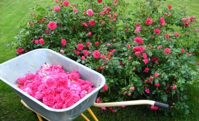 Все о выращивании розы Розариум Ютерсен: от выбора саженцев до обрезки и укрытия на зиму