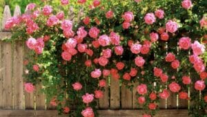 Плетистая роза Декор Арлекин: все о посадке, выращивании и уходе за многолетником