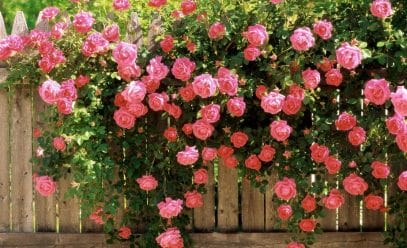 Плетистая роза Декор Арлекин: все о посадке, выращивании и уходе за многолетником