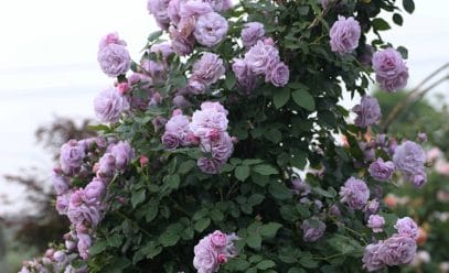 Посадка, выращивание и уход за плетистой розой Индиголетта