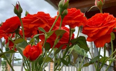 Полное руководство по посадке и выращиванию розы Майнтауэр