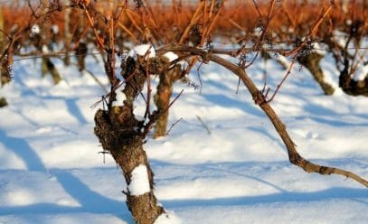 Топ-5 способов как правильно укрыть виноград на зиму