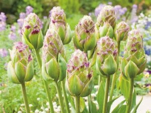Украшаем участок тюльпаном Пурпл Тауэр: все о посадке и уходе за растением