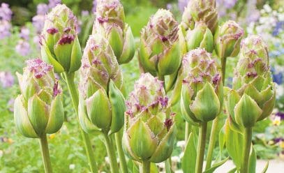 Украшаем участок тюльпаном Пурпл Тауэр: все о посадке и уходе за растением