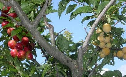 Правила и способы прививки плодовых деревьев