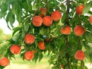 подкормка персика