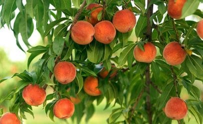 Подкармливаем весной персики правильно, чтобы получить щедрый урожай